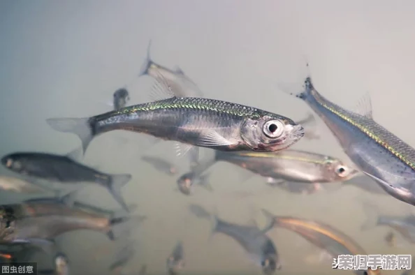 木筏求生2：全面攻略解锁岛屿探索技巧，助你海上生存更从容