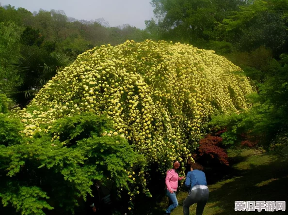 独家攻略：光遇世界中繁花拱门的雅致解锁路径与技巧详解