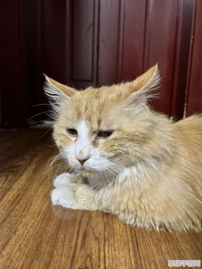 焕发心动小镇猫咪活力：全方位养护指南与激励妙招大公开