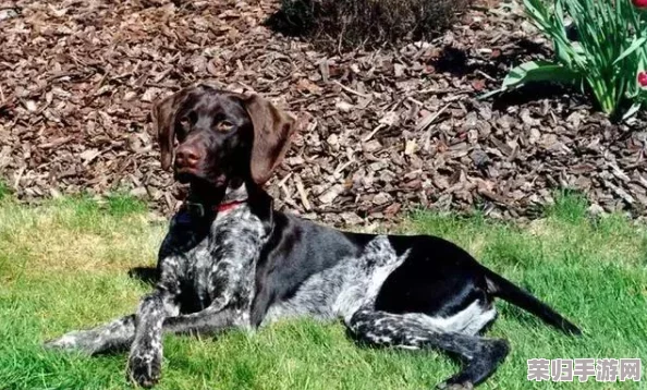 融合策略巅峰：植物大战僵尸杂交版35关极限挑战全攻略解析