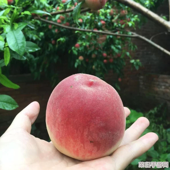 钶钶钶钶钶钶钶多水:清新可口,回味无穷,值得一试 钶钶钶钶钶钶钶多水:清新可口,回味无穷,值得一试