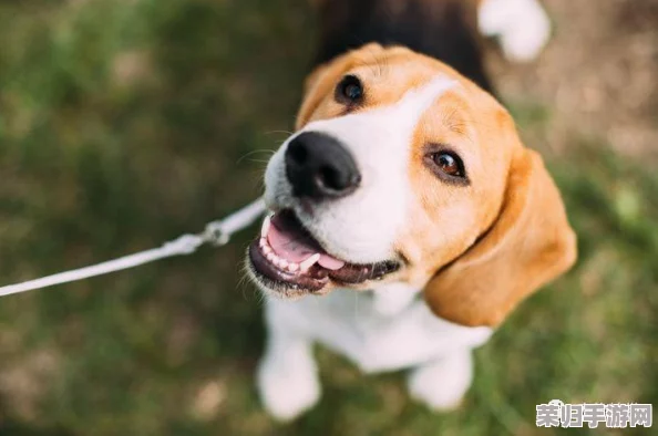 老师你的兔子：如何在养宠物中培养孩子的责任感与爱心
